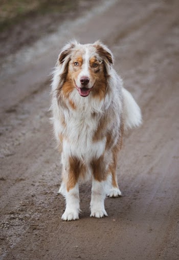 Picture of an Australian Shepherd