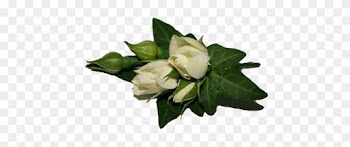 Picture Of Buttonholes - Rose Corsages For School Ball