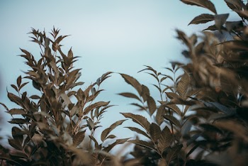 Picture of Green Shrubbery