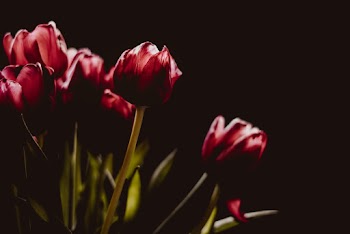 Picture of Red Tulip
