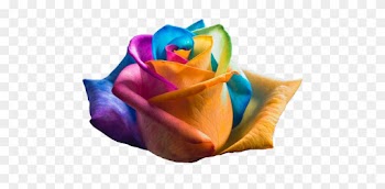 Picture - Rainbow Roses