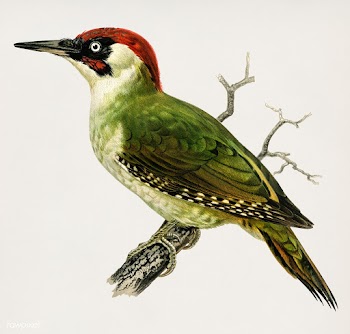 Picus viridis bird | Free stock illustration - 325963
