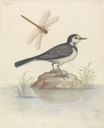 Pied Wagtail and Dragonfly by George | Free Photo - rawpixel
