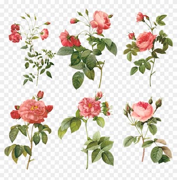 Pierre Joseph Redouté Redouté's Roses Painting Illustration - Things To Write On The Wedding Wishes
