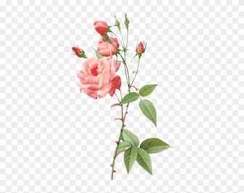 Pierre Joseph Redoute Roses