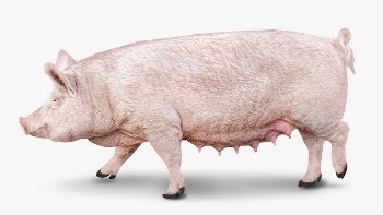Pig animal image design | Free Photo - rawpixel