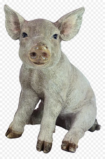 Pig, Campania, Garden, Animal Figure, Suidae PNG