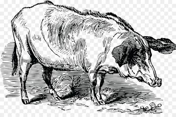 Pig Clip art Vector graphics Openclipart Image - pig 