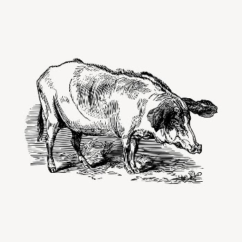 Pig clipart, vintage hand drawn | Free Vector - rawpixel