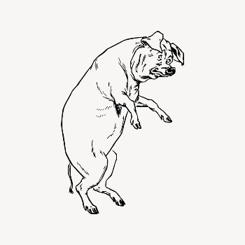 Pig clipart, vintage illustration vector. | Free Vector - rawpixel