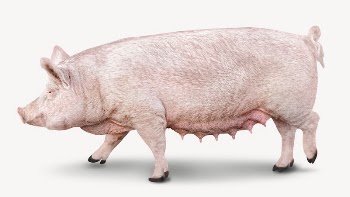 Pig collage element, isolated image | Free PSD - rawpixel