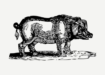 Pig drawing, farm animal vintage | Free PSD - rawpixel