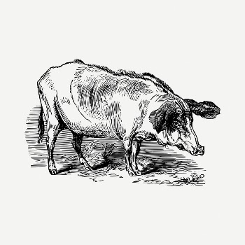 Pig drawing, vintage illustration psd. | Free PSD - rawpixel
