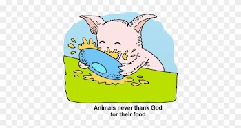 Pig Eating Food - Pig Eating Food