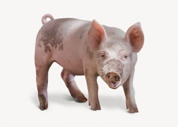 Pig  isolated on white, | Free PSD - rawpixel