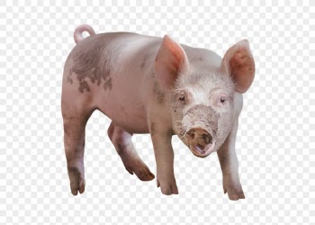 Pig png clipart, farm animal, | Free PNG - rawpixel