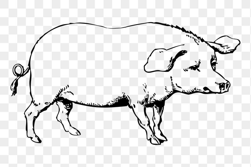 Pig png sticker illustration, transparent | Free PNG - rawpixel