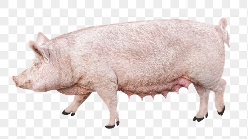 Pig png sticker, transparent background | Free PNG - rawpixel