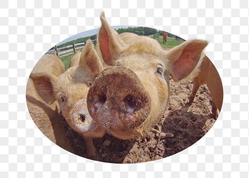 Pig sticker, farm animal photo | Free PNG - rawpixel