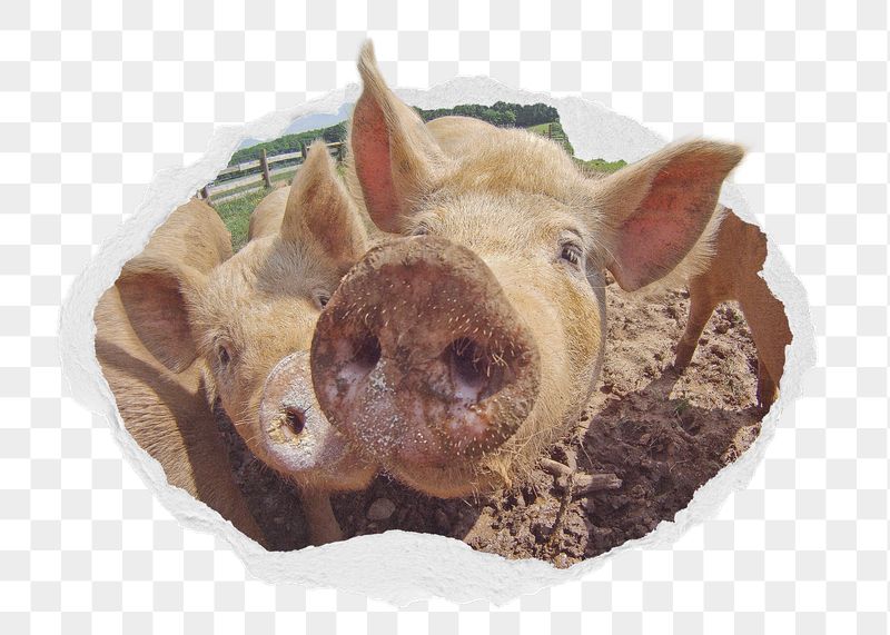 Pig sticker, farm animal photo | Free PNG - rawpixel