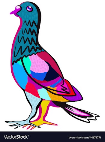 pigeon