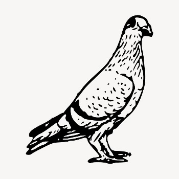Pigeon bird, animal clipart, illustration | Free Vector - rawpixel