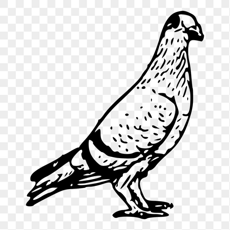 Pigeon bird, animal png sticker, | Free PNG - rawpixel