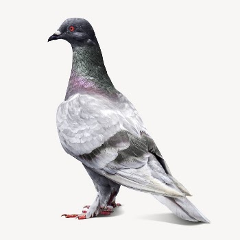 Pigeon bird collage element, isolated | Free PSD - rawpixel