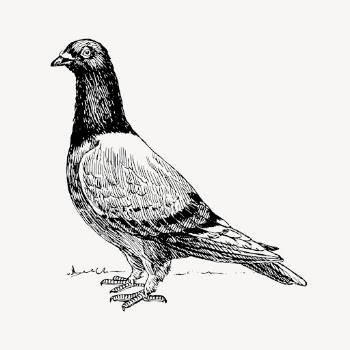 Pigeon bird drawing, hand drawn | Free Vector - rawpixel