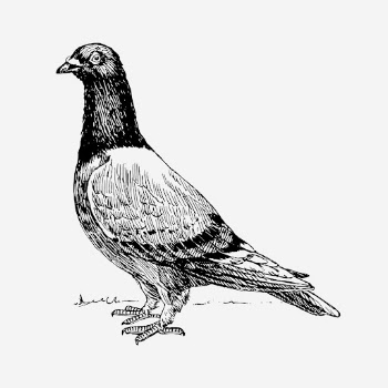 Pigeon bird drawing, vintage animal | Free Photo - rawpixel