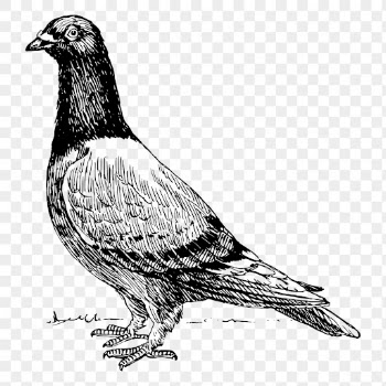 Pigeon bird png sticker, hand | Free PNG - rawpixel