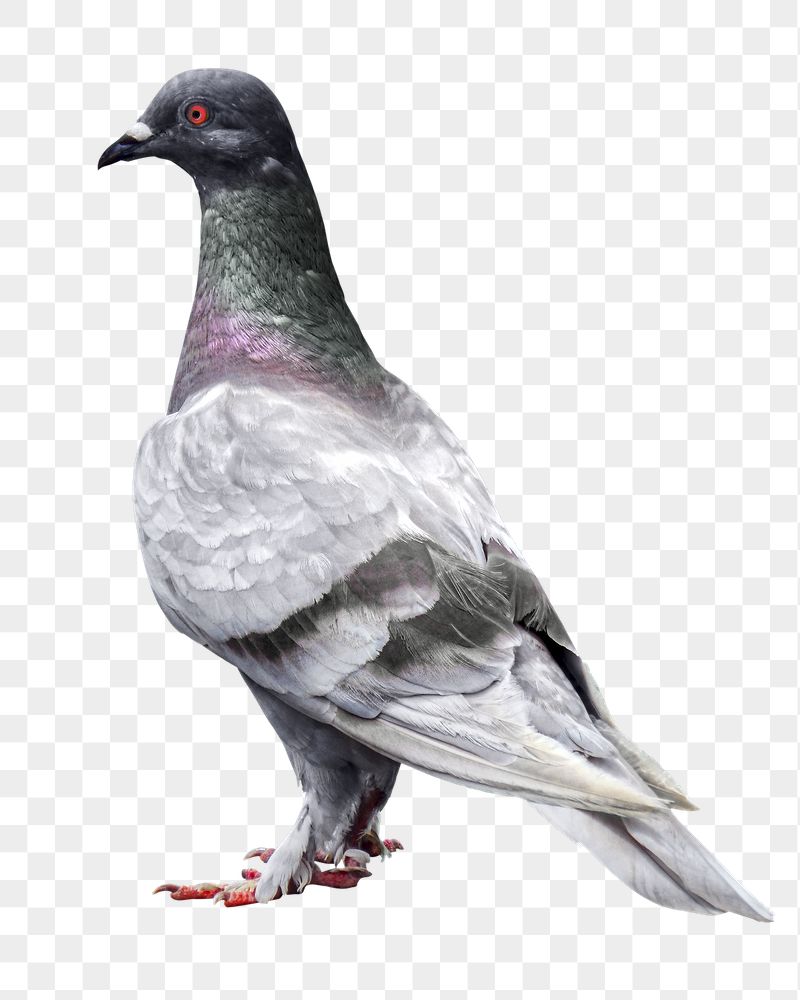 Pigeon bird png sticker, transparent | Free PNG - rawpixel