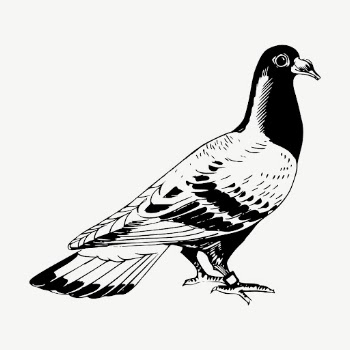 Pigeon clipart, vintage bird illustration | Free Vector - rawpixel