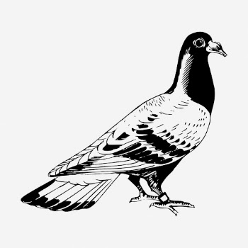 Pigeon drawing, vintage bird illustration. | Free Photo - rawpixel