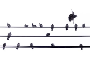 Pigeon Flies And Leaves Others On Power Line