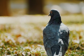 Pigeon In The Park