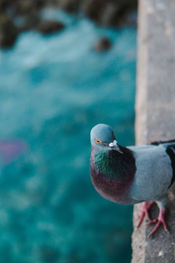 pigeon on gray concrete porch