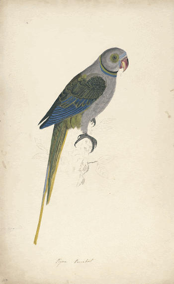 Pigeon Parrakeet (1832) painting in high | Free Photo - rawpixel