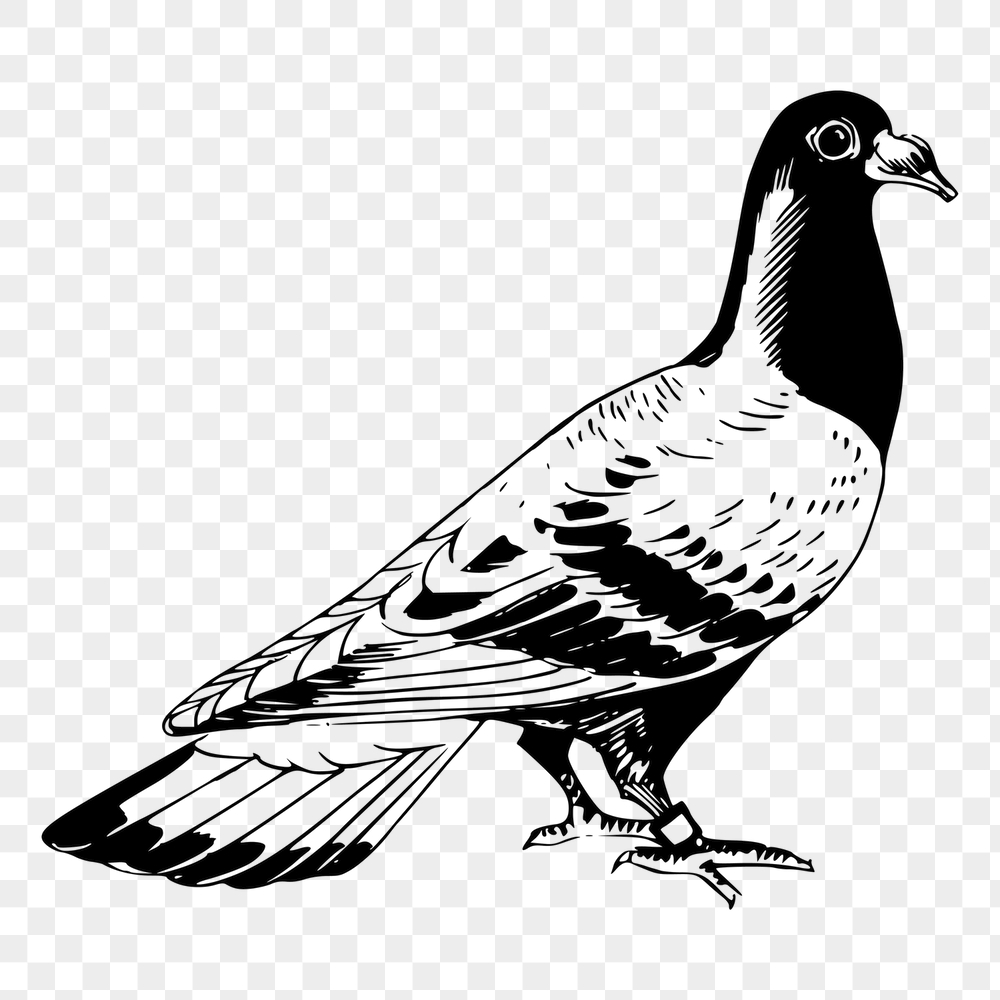 Pigeon png sticker, vintage bird | Free PNG - rawpixel
