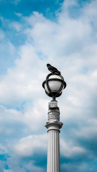 Pigeon Rests On Lamppost