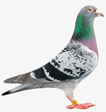 Pigeon Transparent Png - Racing Pigeon Png Transparent PNG ...