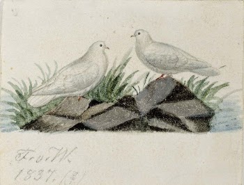 Pigeons, 1837, by Ferdinand von | Free Photo - rawpixel