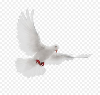 Pigeons and doves Beak Feather -  