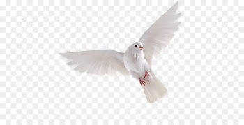 Pigeons and doves Bird Flight Portable Network Graphics Image - bird 