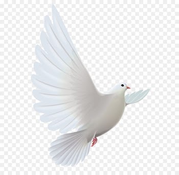 Pigeons and doves Bird Prayer Clip art - White Dove Transparent PNG Clipart 