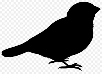 Pigeons and doves Bird Rock dove Vector graphics Silhouette -  