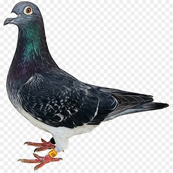 Pigeons And Doves, Fauna, Beak, Bird, Vertebrate PNG