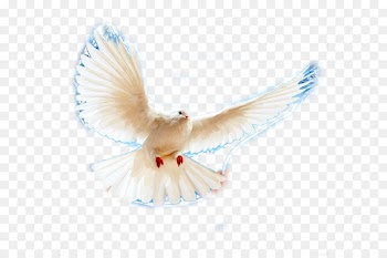 Pigeons and doves Homing pigeon Portable Network Graphics Release dove Clip art - bird 