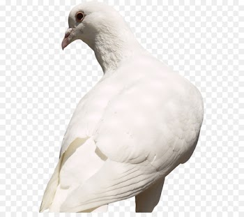 Pigeons and doves Racing Homer Homing pigeon Bird English Carrier pigeon -  