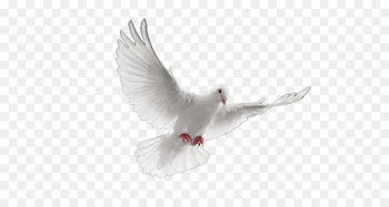 Pigeons and doves Ring Portable Network Graphics Radio-frequency identification Jewellery - dynamic 